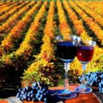 Wine Tours